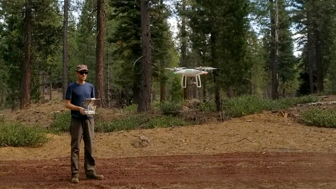 Male researcher Derek Young flies drone in conifer forest