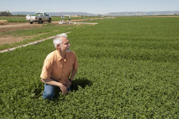 Tom Tomich, director of the UC Davis Agricultural Sustainability Institute and lead author of The California Nitrogen Assessment, kneels in an alfalfa field. (Photo: Gregory Urquiaga/UC Davis)