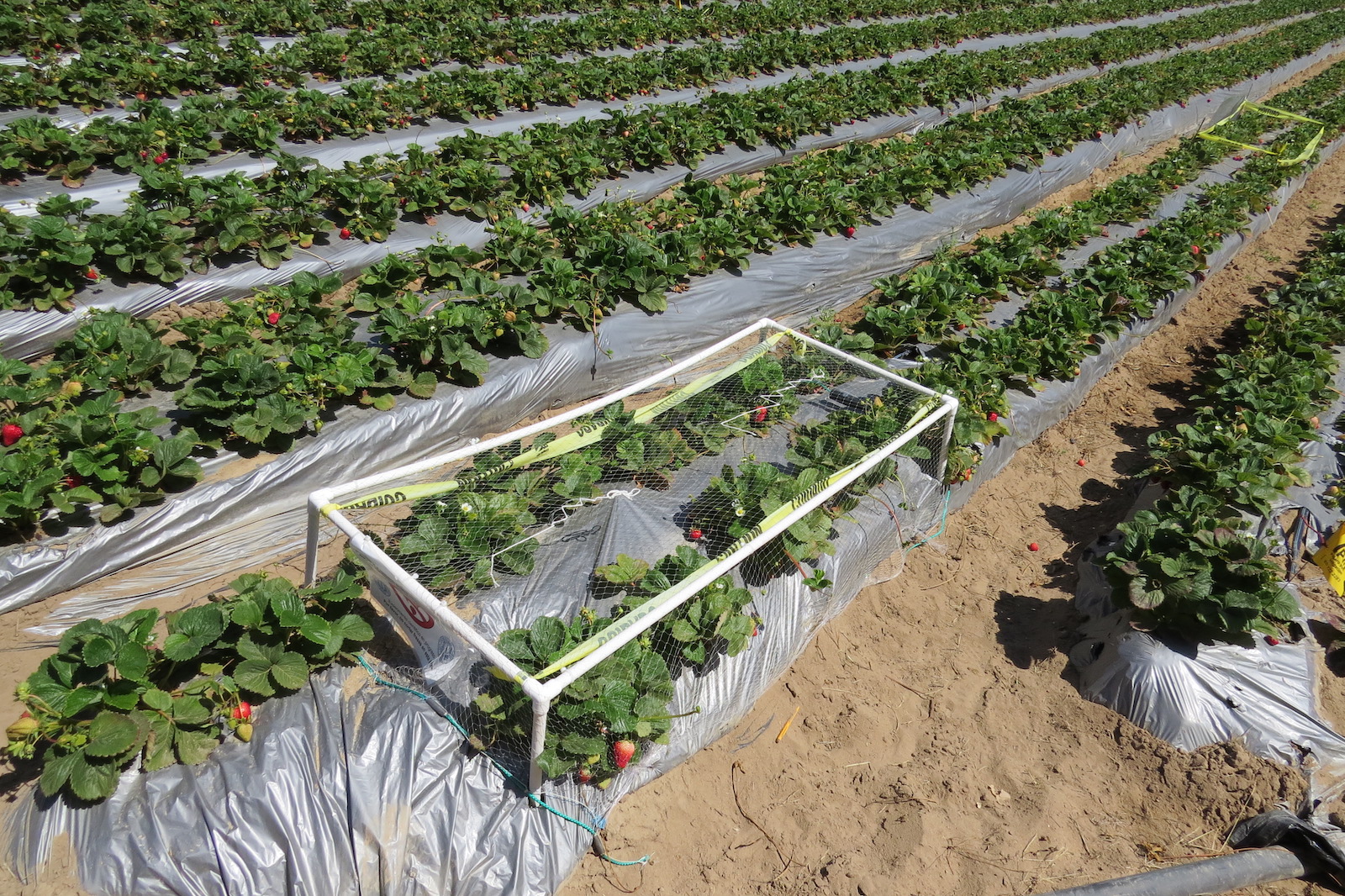 Cages in a strawberry field as part of an experiment