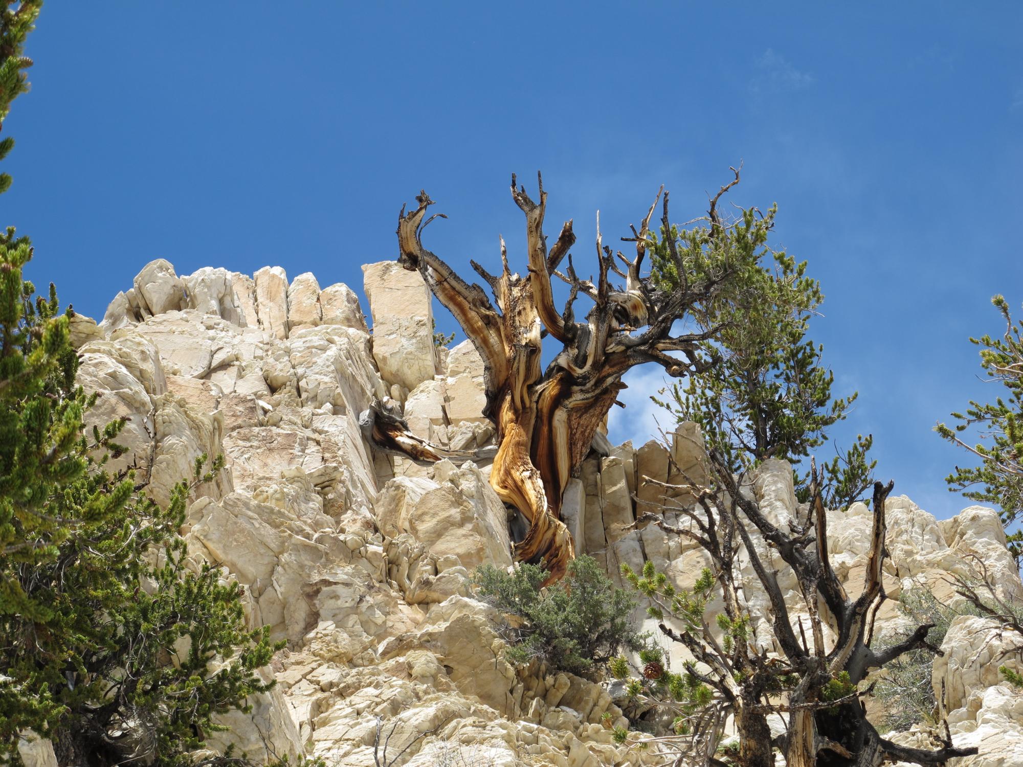 bristlecone pine on rock ledge