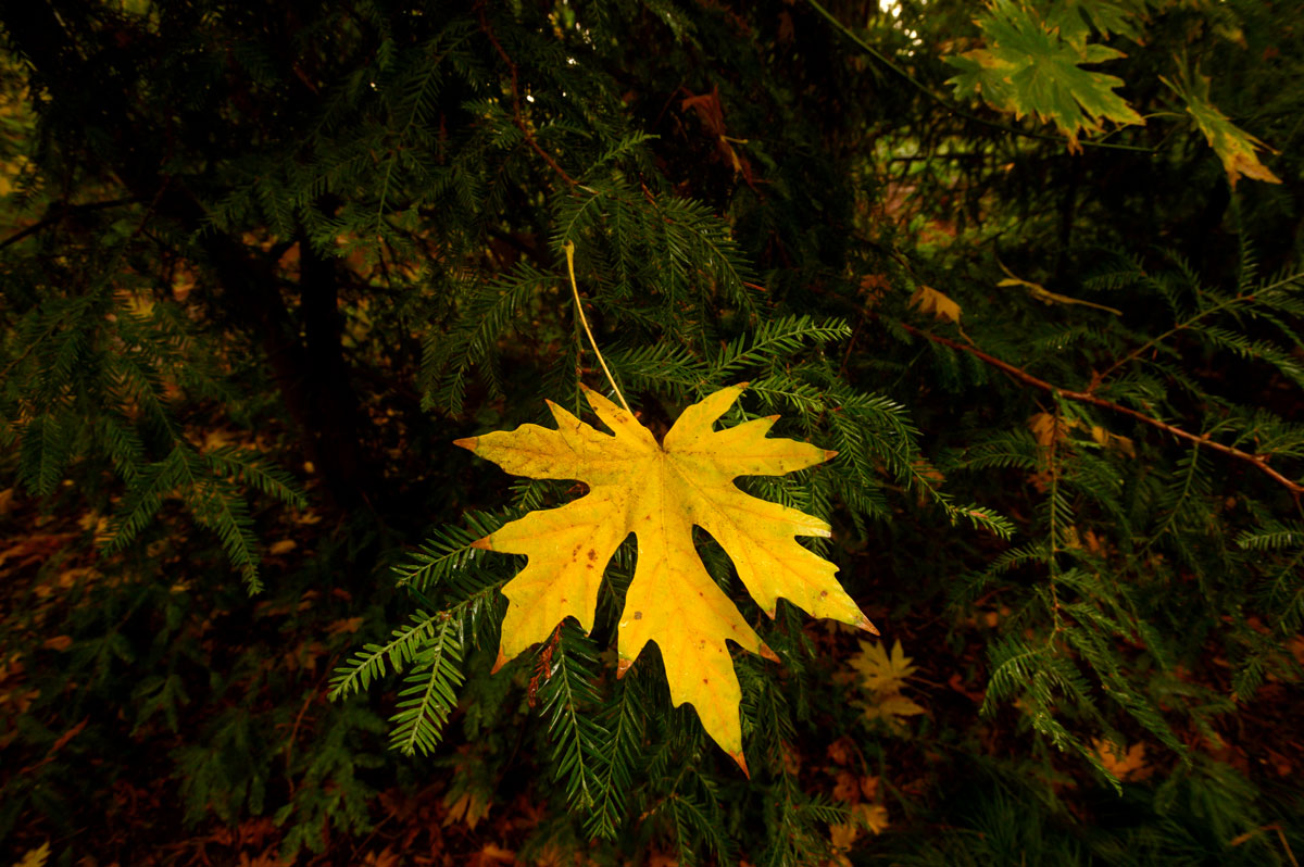 Yellow leaf on green pine