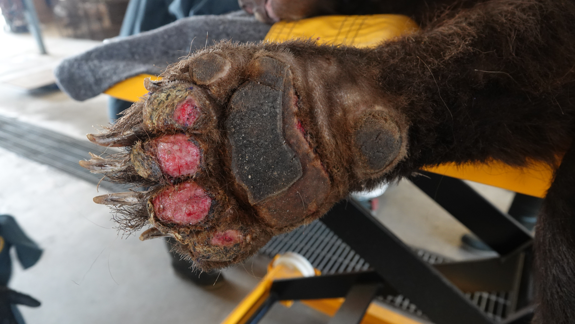 Bear paw with wounds from wildfire burn