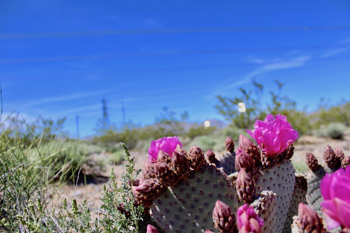 beavertail cactus at desert solar facility