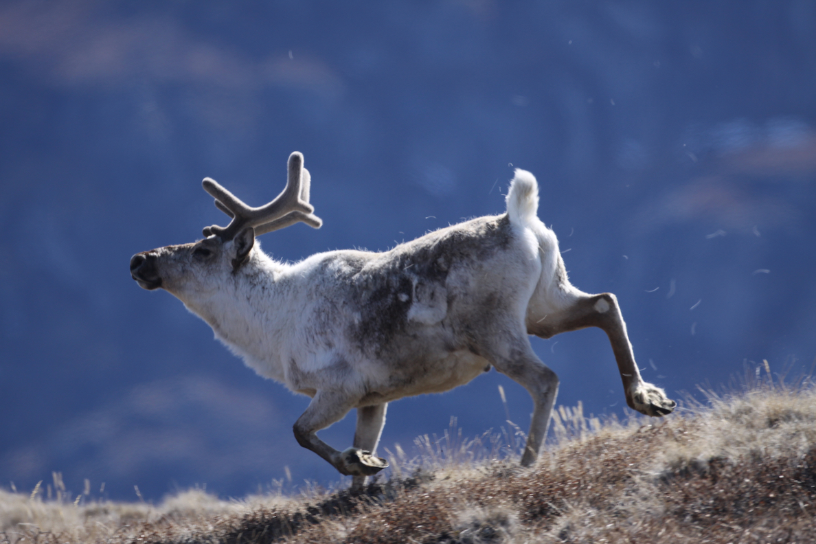 a caribou running
