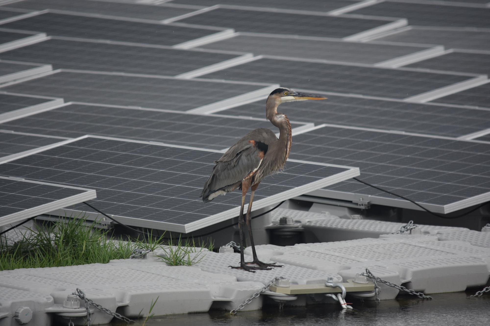 Heron next to floating solar array