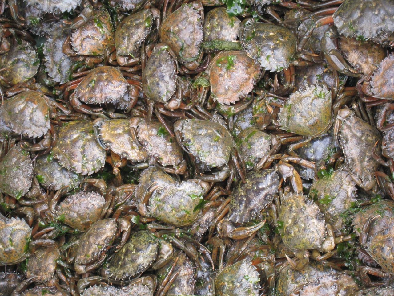 cluster of green crabs