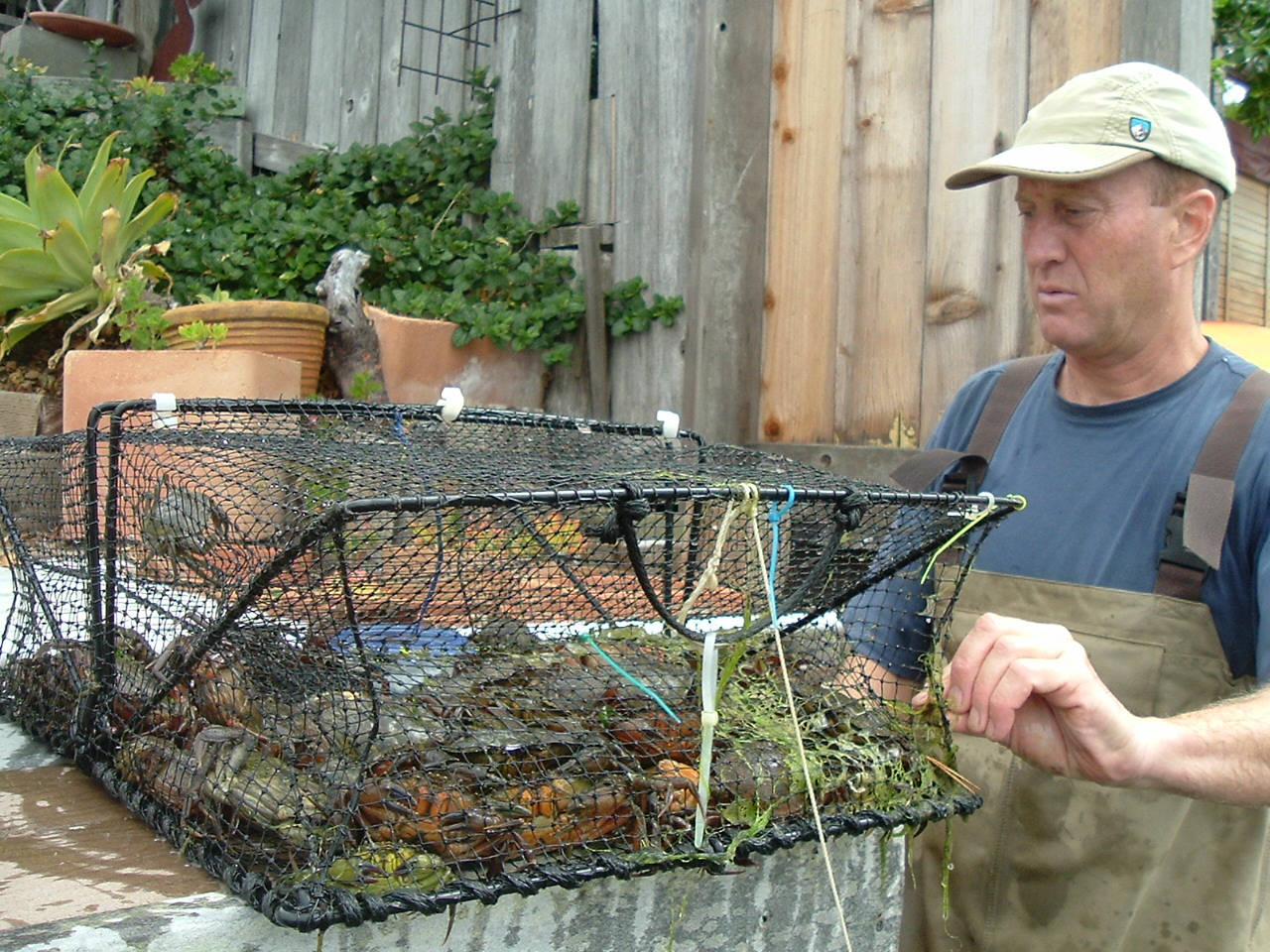man holds cage full of invasive green crabs