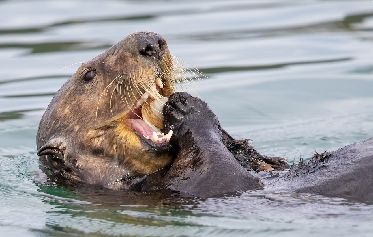 Sea otter eats a clam 