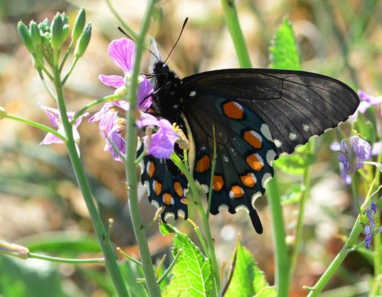 Butterfly, black with orange spots on wings