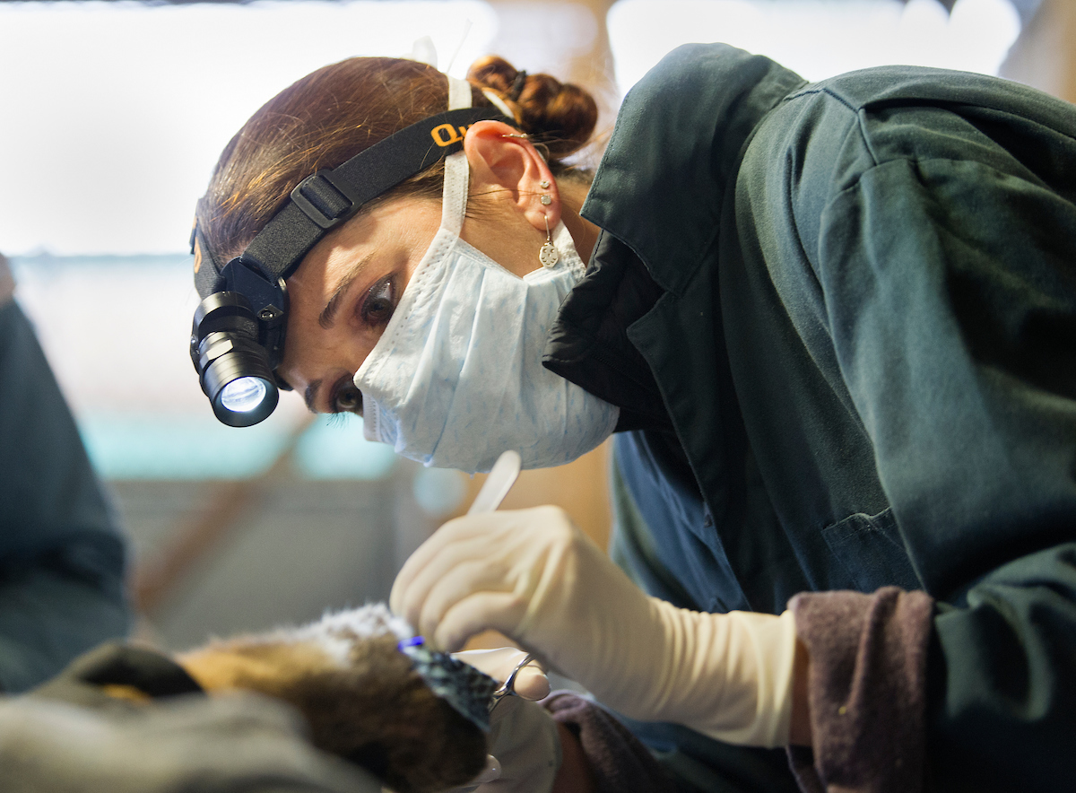 Woman veterinarian conducts surgery on mountain lion injured in a wildfire in 2018.