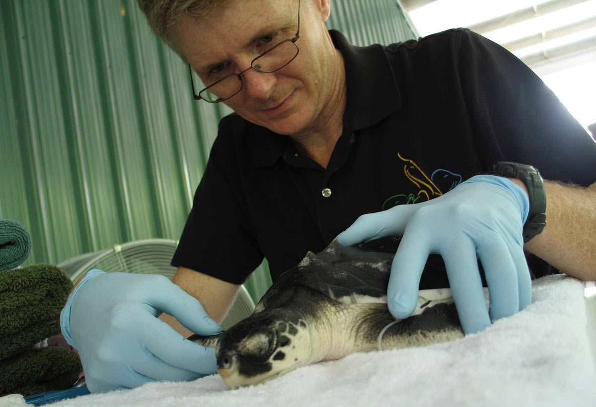 Wildlife veterinarian tends to a sea turtle.