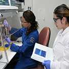 Ph.D. student Risa Pesapane and undergraduate Maria Sanchez prepare to analyze DNA to identify where ticks had fed.