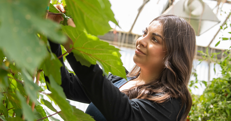 2.	Maria Sandate-Reyes, a third year plant sciences major, poses for a photo at the Veg Crops greenhouses on May 21, 2018. Sandate-Reyes is an intern, working with Garry Pearson, the lead greenhouse manager for CA&ES. She wants to be a Pest Control Advisor. Karin Higgins/UC Davis