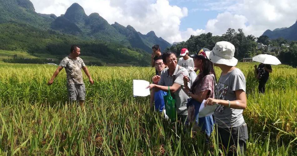 Bangbang Co-op consumers visiting a small farmer's organic rice field in a Zhuang village, southwest China, to learn about his farming practices. 