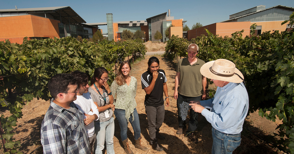 Dr. Andy Walker (right) talks with students in the vineyard outside the RMI (Richard Mondavi Institute for Food and Wine on Friday September 12, 2013 at UC Davis.  The students are (l to r) Jacob Uretsky, a viticulture and enology student; Joaquin Fraga, a viticulture and enology student; Xiaoquig Xie, an internatioal student in a viticulture and enology student;  Cassandra Bullock, horticulture and agronomy; Bryan Ramirez, a viticulture and enology student;  and and Philippe Venghiattis, viticulture and enology.