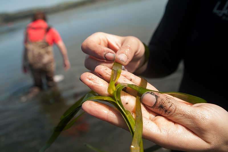 Hand holding sea grass with person in waders in the water in the background