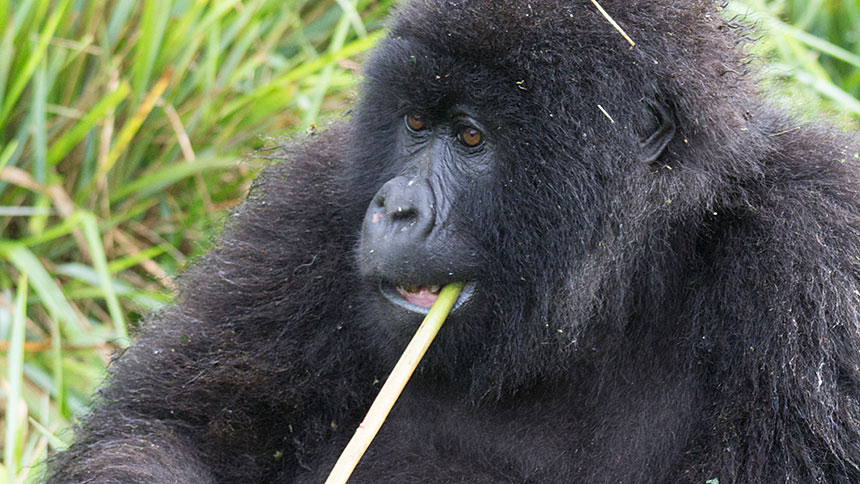 gorilla chewing stick