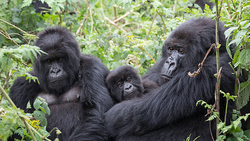 Female mother gorilla with children
