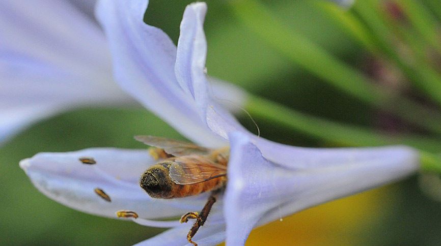 Honey bee entering a trumpet flower