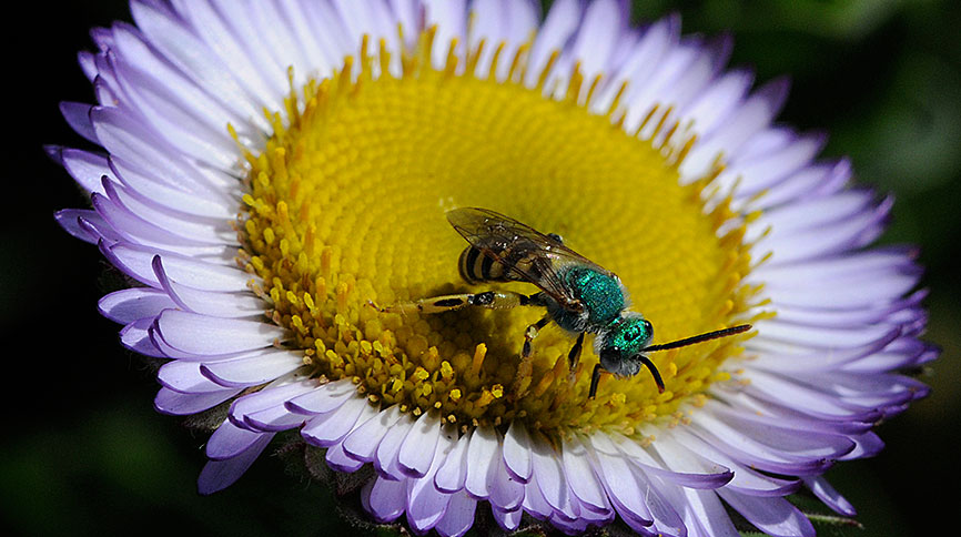 Metallic Green sweat bee on a purple flower with a yellow center