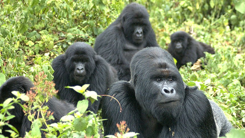 A mountain gorilla family in the wild
