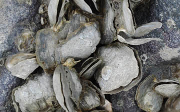 Close up of oysters clinging to rock