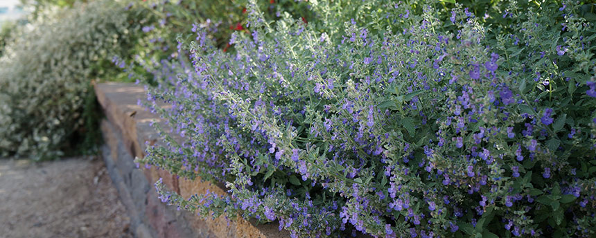 Catmint plant in a garden