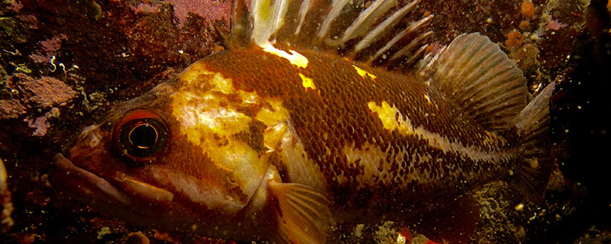 Sideview of a rockfish