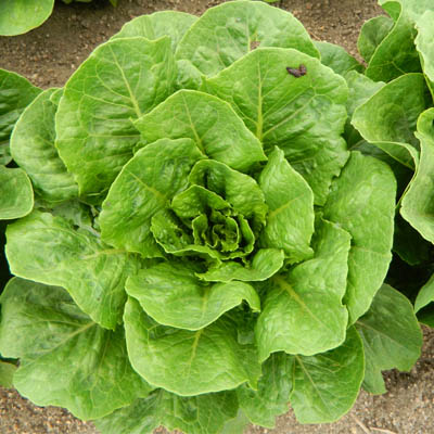 Close-up of a head of lettuce in the field with a bird dropping on an outer leaf