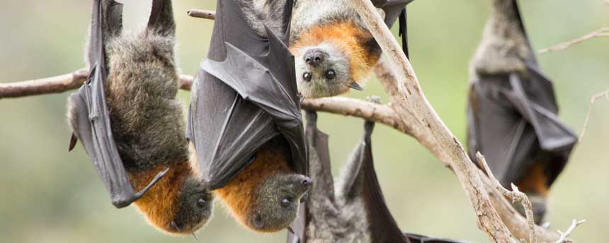 five grey headed flying fox bats in a tree in Melbourne, Australia