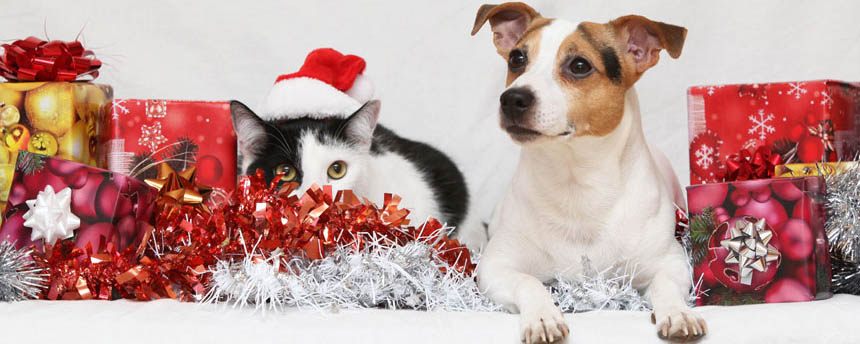 Photo of dog and cat surrounded by ribbons and wrapped gift boxes