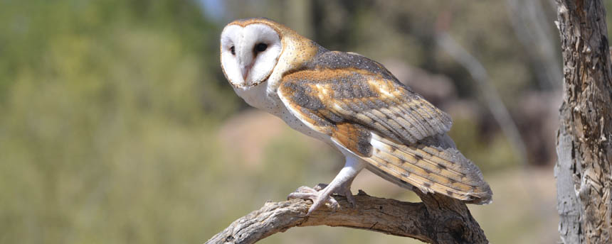 Photo of a barn owl perched on a branch