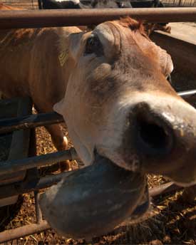 Close up of a cow trying to lick the camera