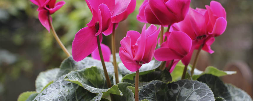 close-up of pink cyclamen flowers and leaves