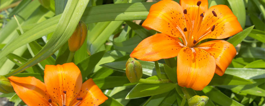 close-up of orange daylilies and leaves