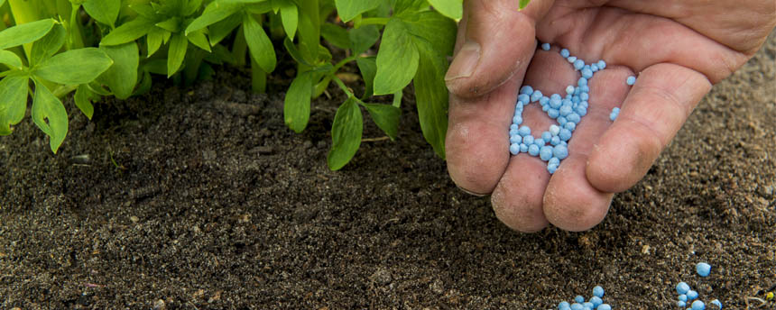close-up of plant leaves and hand holding blue pellets of fertilizer