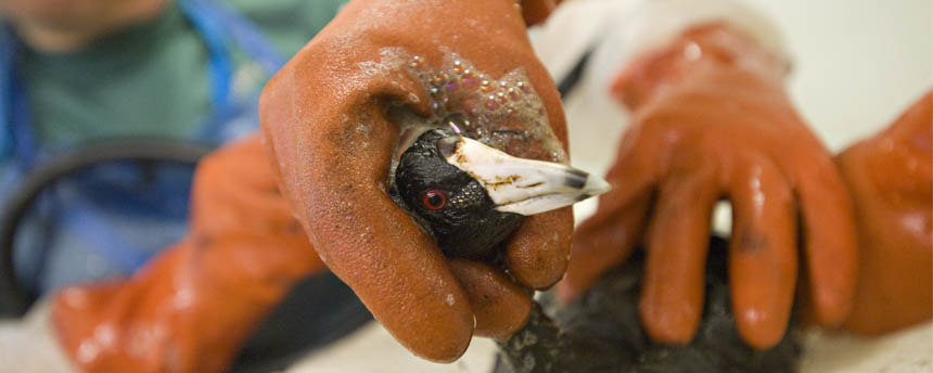 A bird covered in oil gets washed by two veterinary students