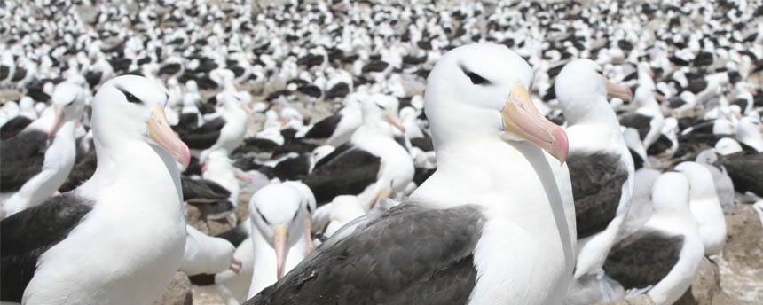 dozens of black browed albatross adults