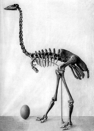 Skeleton and fossilized egg of an elephant bird