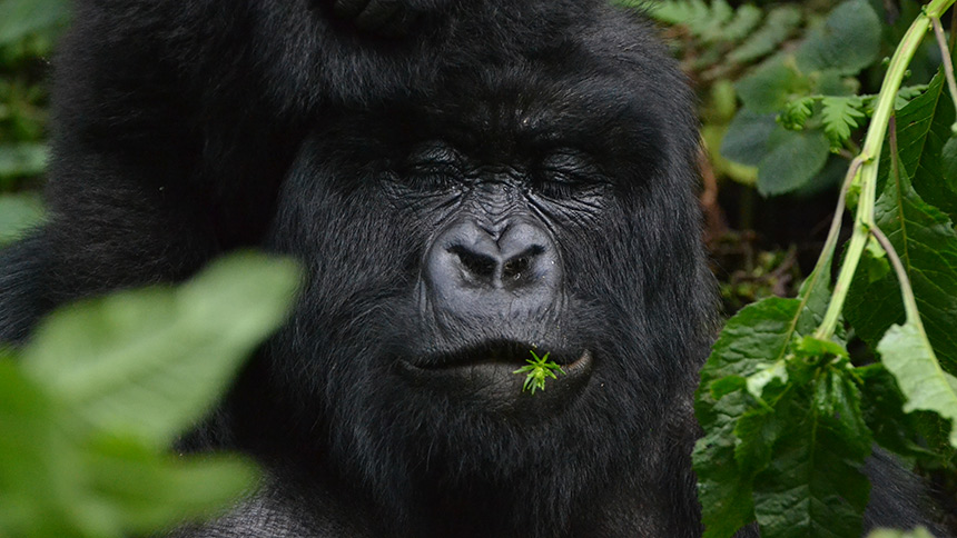 Female gorilla with eyes closed with a plant in her mouth