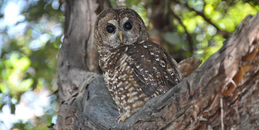 A northern spotted owl perched in the fork of a tree