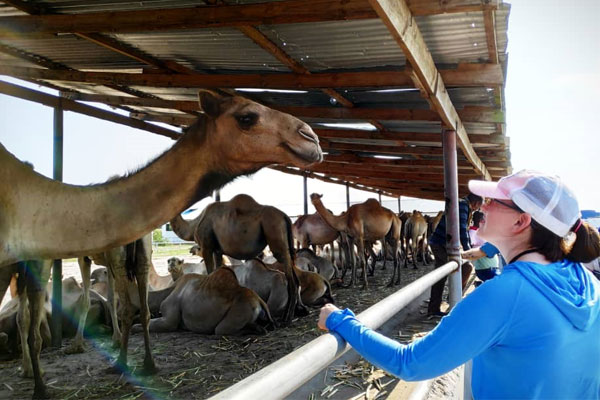 Amanda looks at a camel.