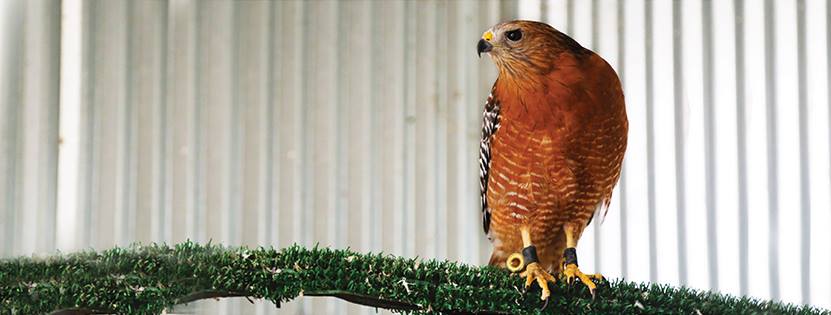 Red-shouldered hawk standing on a pole
