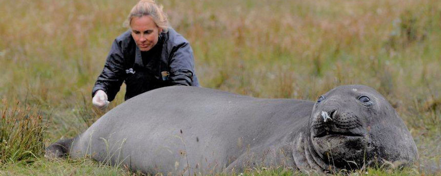 Dr. Marcela Uhart examines a southern elephant seal.