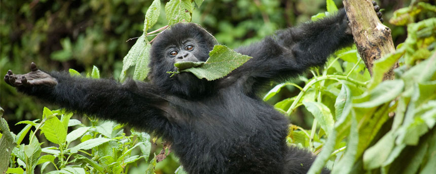 Mountain gorilla with arms reaching out
