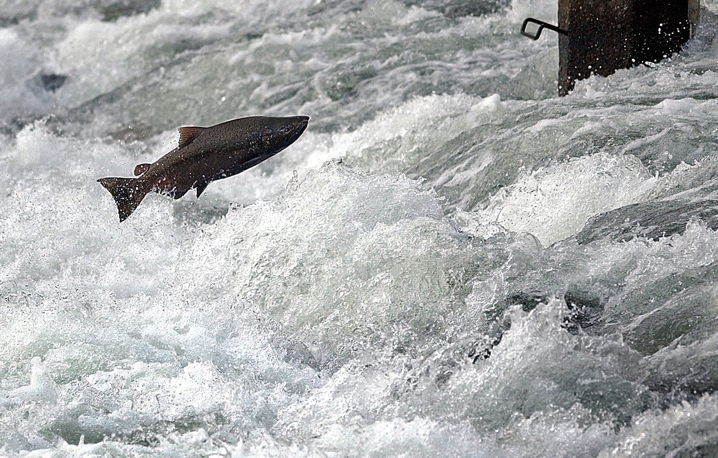 Chinook salmon