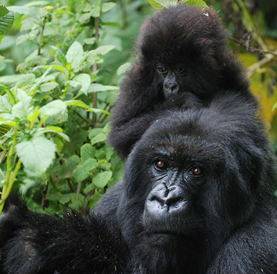 Photo: gorilla mother and child