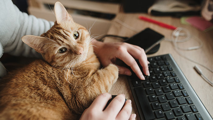 Cat on keyboard