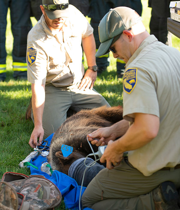 Josh Bush (foreground) helps capture a bear on the UC Davis campus