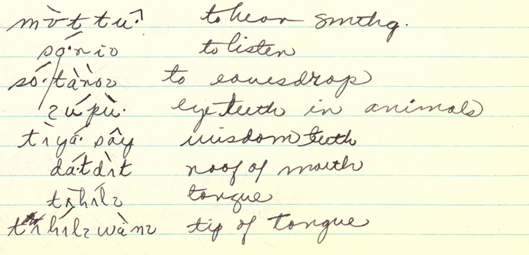 In writing "A Grammar of Patwin," Lawyer compiled information found in archives across the country, like these 1952 notes from the Elizabeth Bright Papers on the Patwin Language, at the Survey for California and other Indian Languages, UC Berkeley.